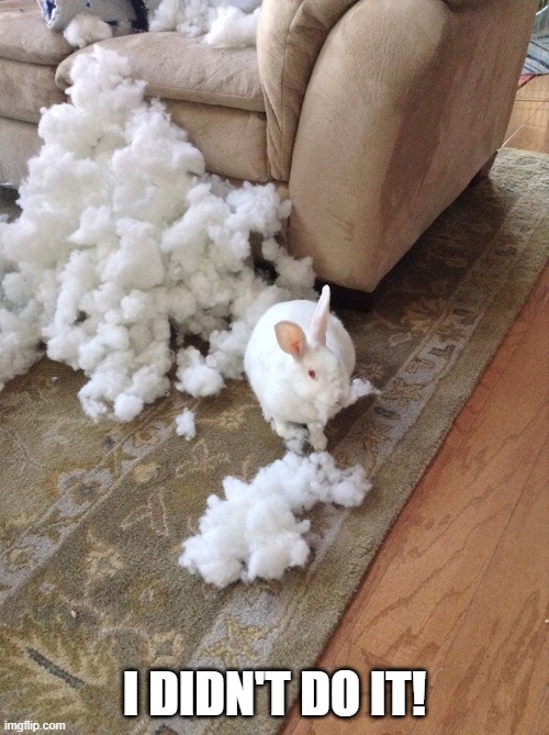 Couch Bunny | I DIDN'T DO IT! | image tagged in bunnies | made w/ Imgflip meme maker