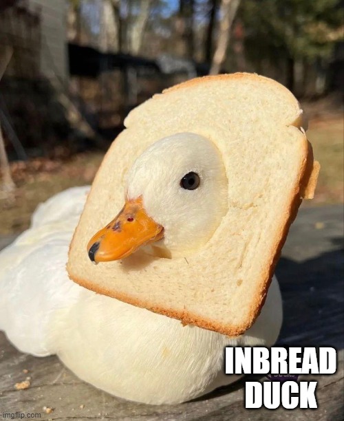 Inbread | INBREAD DUCK | image tagged in ducks | made w/ Imgflip meme maker