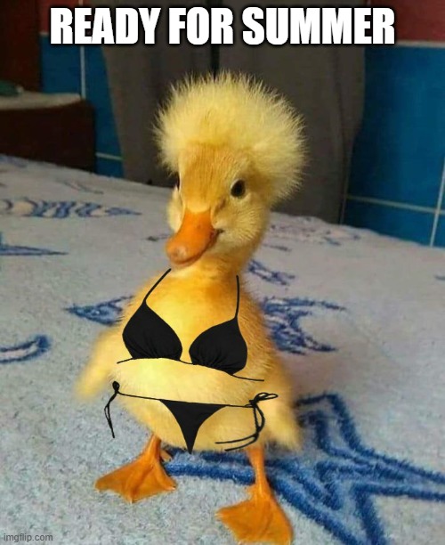 Bikini Duck | READY FOR SUMMER | image tagged in ducks | made w/ Imgflip meme maker