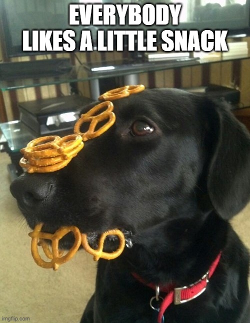 Dog Snack | EVERYBODY LIKES A LITTLE SNACK | image tagged in dogs | made w/ Imgflip meme maker