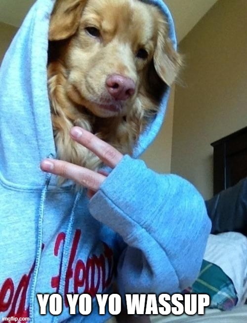 Dog Punk | YO YO YO WASSUP | image tagged in dogs | made w/ Imgflip meme maker