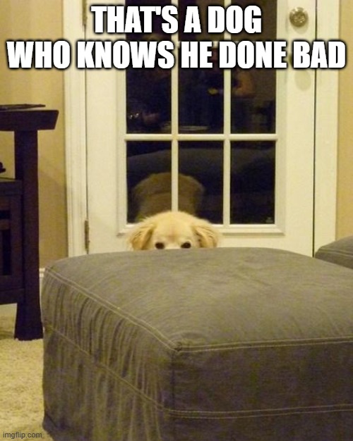 He Done Bad | THAT'S A DOG WHO KNOWS HE DONE BAD | image tagged in dogs | made w/ Imgflip meme maker