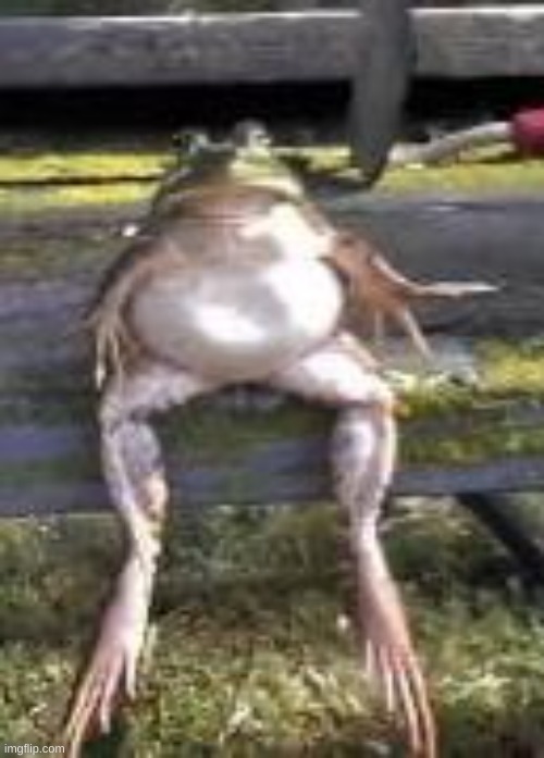 Frog sitting down | image tagged in frog sitting down | made w/ Imgflip meme maker
