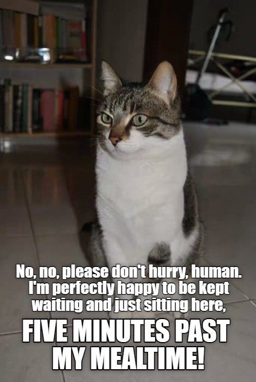 Cat Sarcasm | image tagged in cats,funny cats,sarcasm,funny memes,i'm hungry,hurry up | made w/ Imgflip meme maker