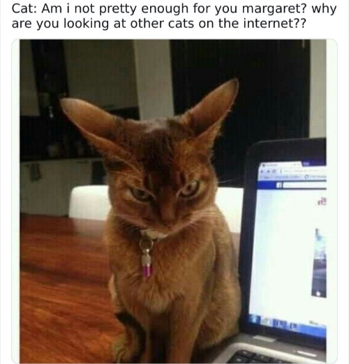 Am I Not Pretty | image tagged in cats,funny cat memes,am i not pretty,jealousy,mad,big ears | made w/ Imgflip meme maker