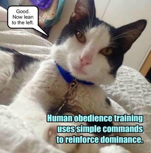 Human Obedience Training | image tagged in cats,obey,training,mind control,funny cat memes,funny | made w/ Imgflip meme maker