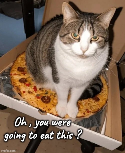 Happiness is a Warm Tushy | Oh , you were going to eat this ? | image tagged in pizza cat,worse than pineapple,take a seat cat,it's what's for dinner,well yes but actually no,comfortable | made w/ Imgflip meme maker