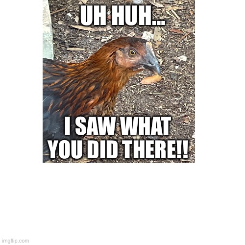 UH HUH…; I SAW WHAT YOU DID THERE!! | image tagged in chicken | made w/ Imgflip meme maker