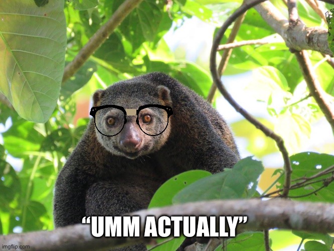 Nerd Cuscus ? | “UMM ACTUALLY” | image tagged in nerd,memes,animal meme,shitpost,funny,lol | made w/ Imgflip meme maker