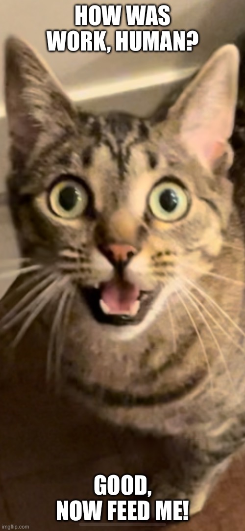 How Was Work, Human?  Good, Now Feed Me! | HOW WAS WORK, HUMAN? GOOD, NOW FEED ME! | image tagged in fun,memes,pets,relatable,cats,funny cats | made w/ Imgflip meme maker