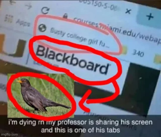 image tagged in bird | made w/ Imgflip meme maker