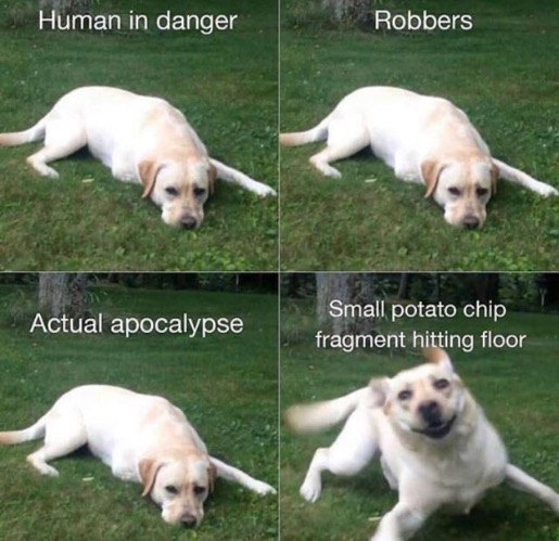 Lazy Doggo | image tagged in dogs,funny dogs,lazy,food,funny memes,relatable | made w/ Imgflip meme maker