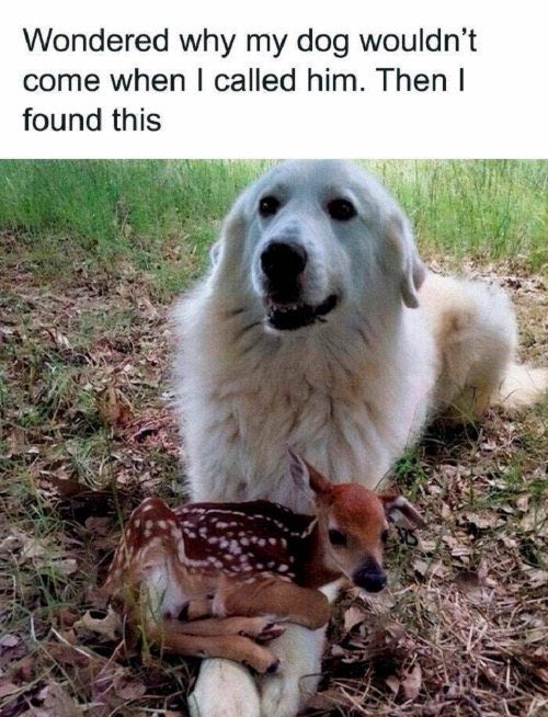 Cute Dog And Baby Deer | image tagged in dogs,cute dog,deer,baby,aww,adorable | made w/ Imgflip meme maker
