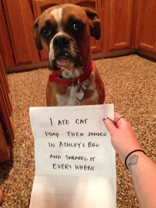 Shameful Behavior | image tagged in dogs,funny dog memes,cats,cat turds,messy,poop eater | made w/ Imgflip meme maker