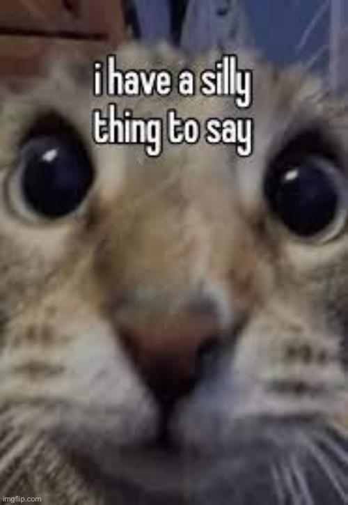 image tagged in cat | made w/ Imgflip meme maker