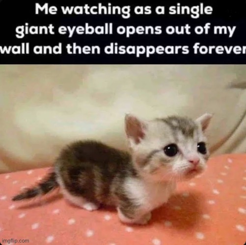 Hate it when that happens | image tagged in cat,eyeball,sex | made w/ Imgflip meme maker
