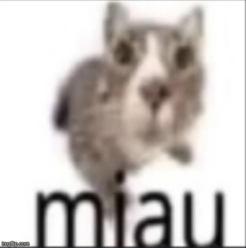 Miau | image tagged in miau | made w/ Imgflip meme maker