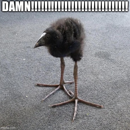 Pukeko chick | DAMN!!!!!!!!!!!!!!!!!!!!!!!!!!!!! | image tagged in pukeko chick | made w/ Imgflip meme maker