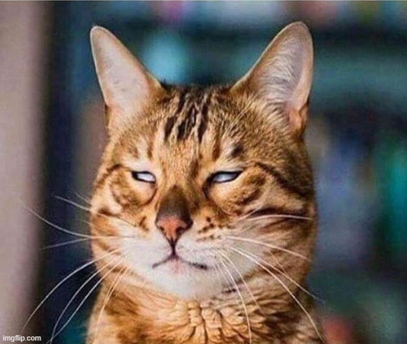 that face you make eyeroll cat | image tagged in that face you make eyeroll cat | made w/ Imgflip meme maker