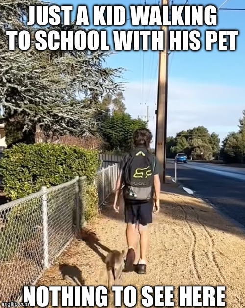 Kangaroo | JUST A KID WALKING TO SCHOOL WITH HIS PET; NOTHING TO SEE HERE | image tagged in kangaroo,pet,school,walking | made w/ Imgflip meme maker