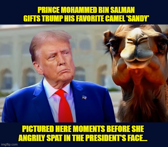 The envy of the world,  Sandy the camel,  does to Trump what 90% of the planet wishes they could do... | PRINCE MOHAMMED BIN SALMAN GIFTS TRUMP HIS FAVORITE CAMEL 'SANDY'; PICTURED HERE MOMENTS BEFORE SHE ANGRILY SPAT IN THE PRESIDENT'S FACE... | image tagged in impeach trump,donald trump memes,government corruption,trump is a moron,saudi arabia | made w/ Imgflip meme maker