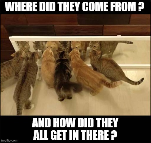 Surprise Visitors ! | WHERE DID THEY COME FROM ? AND HOW DID THEY ALL GET IN THERE ? | image tagged in cats,mirror,reflection | made w/ Imgflip meme maker