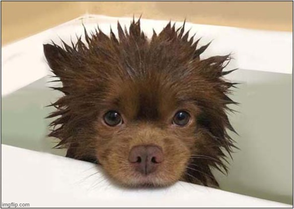 Is This A Punk Rock Puppy ? | image tagged in dogs,puppy,batth time,spikey hair,punk rock | made w/ Imgflip meme maker