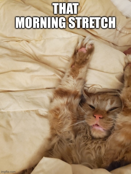 That Morning Stretch | THAT MORNING STRETCH | image tagged in fun,memes,relatable,cats,funny cats,mornings | made w/ Imgflip meme maker