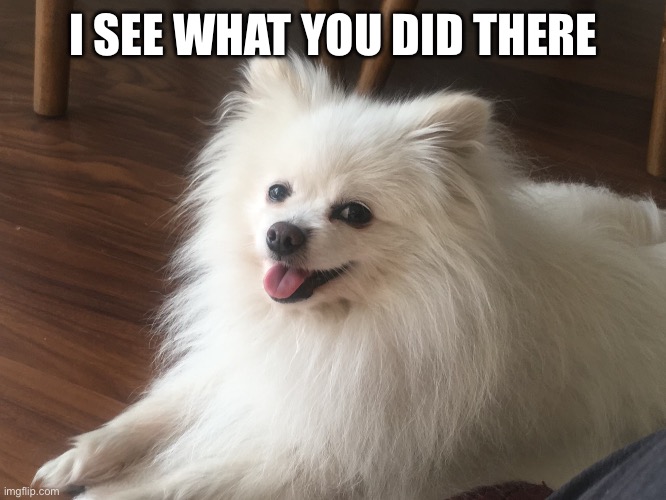 I See What You Did There | I SEE WHAT YOU DID THERE | image tagged in fun,memes,dogs,funny dogs,cute dog | made w/ Imgflip meme maker