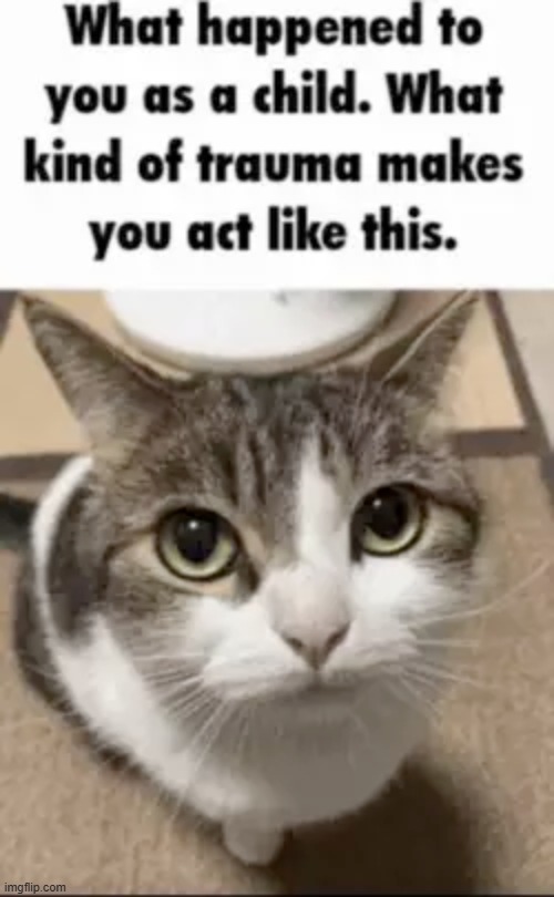 What happened to you as a child cat | image tagged in what happened to you as a child cat | made w/ Imgflip meme maker
