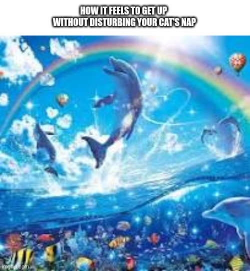 Gato | HOW IT FEELS TO GET UP 
WITHOUT DISTURBING YOUR CAT'S NAP | image tagged in cats | made w/ Imgflip meme maker