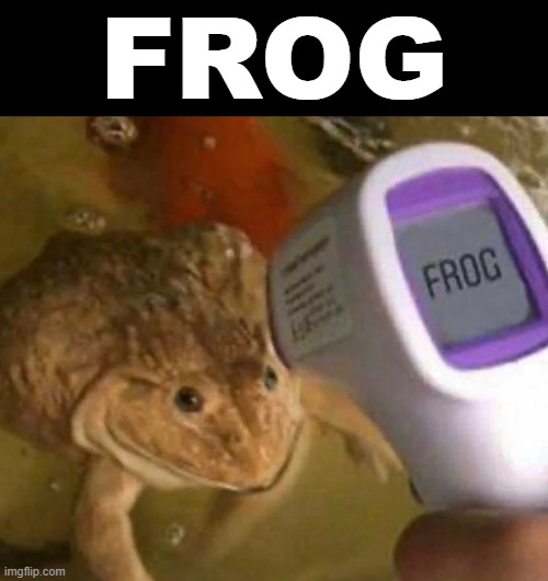 Frog | FROG | image tagged in frog | made w/ Imgflip meme maker