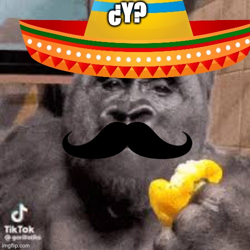 condescending monke | ¿Y? | image tagged in condescending monke | made w/ Imgflip meme maker