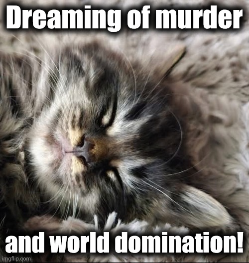 They WILL bow down to me! | Dreaming of murder; and world domination! | image tagged in memes,cats,murder,world domination,cute,kitten | made w/ Imgflip meme maker