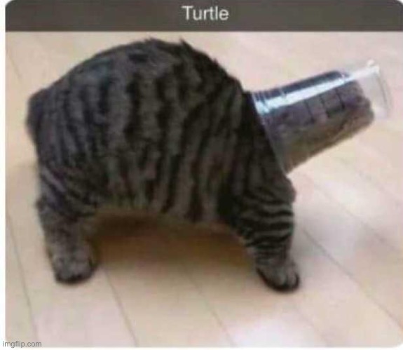 image tagged in turtle | made w/ Imgflip meme maker