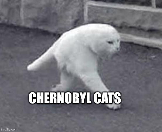 Pets from Chernobyl | CHERNOBYL CATS | image tagged in walking white cat | made w/ Imgflip meme maker