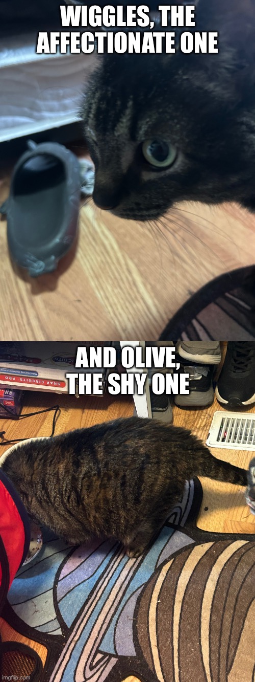 These are my new cats | WIGGLES, THE AFFECTIONATE ONE; AND OLIVE, THE SHY ONE | made w/ Imgflip meme maker