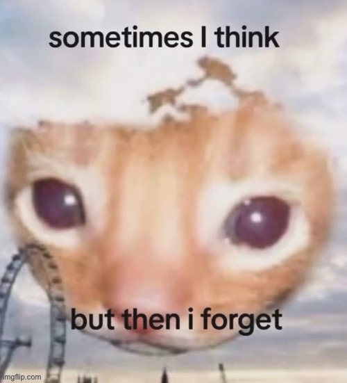image tagged in cat,kitten | made w/ Imgflip meme maker