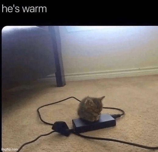 :3 | image tagged in warm,cat | made w/ Imgflip meme maker