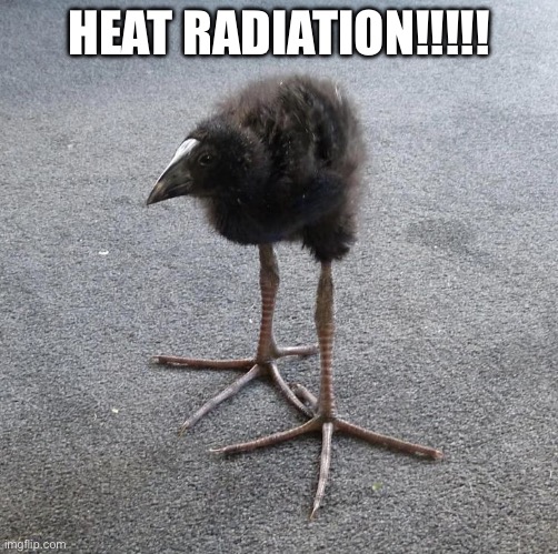 Pukeko chick | HEAT RADIATION!!!!! | image tagged in pukeko chick | made w/ Imgflip meme maker