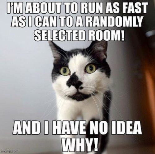 Sometimes it’s several times a day… | ! ! | image tagged in cats,running wild,no reason | made w/ Imgflip meme maker