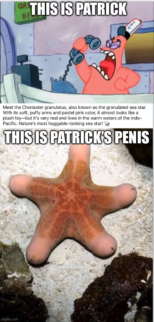 Patrick and his | THIS IS PATRICK; THIS IS PATRICK’S PENIS | image tagged in no this is patrick,patrick star,starfish,penis | made w/ Imgflip meme maker