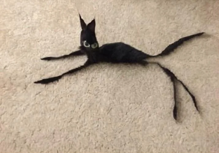 Gato Flaco Blank Meme Template