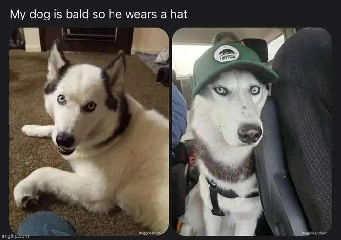 Bald dog | image tagged in bald | made w/ Imgflip meme maker