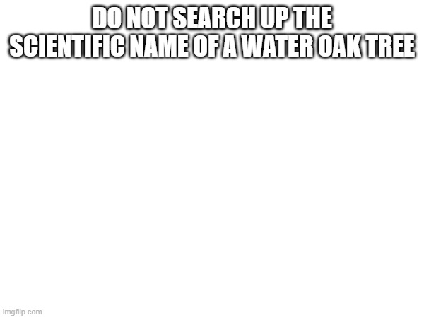 seriously dont do it | DO NOT SEARCH UP THE SCIENTIFIC NAME OF A WATER OAK TREE | image tagged in scientific name,water oak tree,just dont,please,whatever you do just dont search it up | made w/ Imgflip meme maker