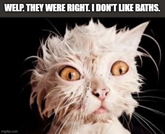 My cat found out the hard way that she doesn't like baths.  - funny - | WELP. THEY WERE RIGHT. I DON'T LIKE BATHS. | image tagged in cats,funny,kitten,wet,bath,humor | made w/ Imgflip meme maker