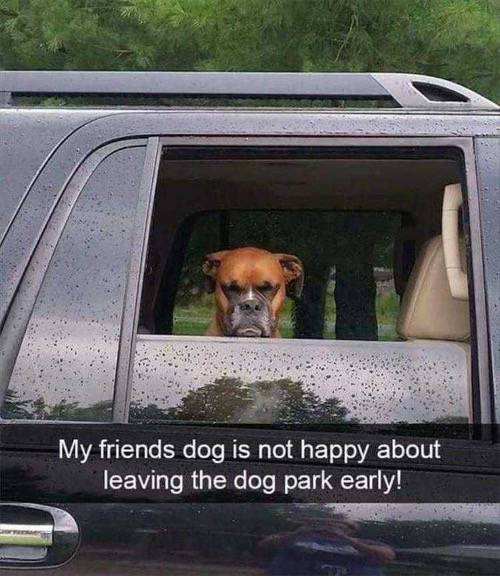 Not Happy | image tagged in dogs,funny dogs,unhappy,mad,mad dog,facial expressions | made w/ Imgflip meme maker