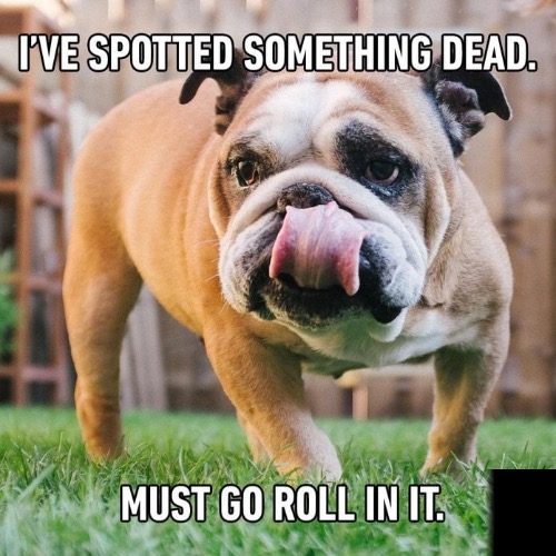 Something Dead | image tagged in dogs,funny dog memes,dead,roadkill,rolling,gross | made w/ Imgflip meme maker