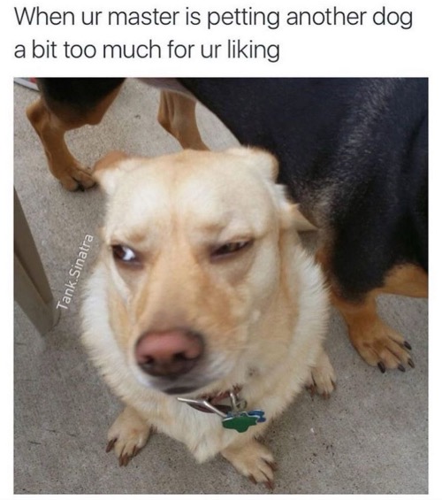 When Your Master Is | image tagged in dogs,funny dog,facial expressions,funny face,jealous,mad | made w/ Imgflip meme maker