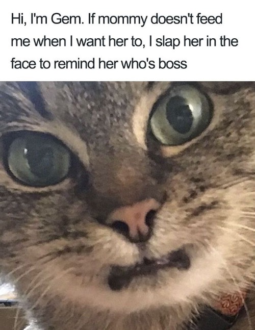 Serial Killer Kitteh | image tagged in serial killer,cats,funny cat memes,slap,boss,facial expressions | made w/ Imgflip meme maker
